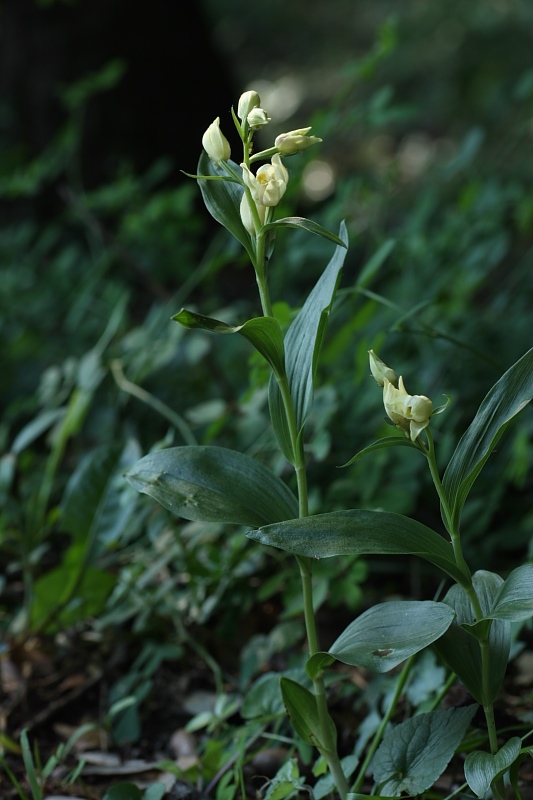 Orchidee. nel fondo del barile